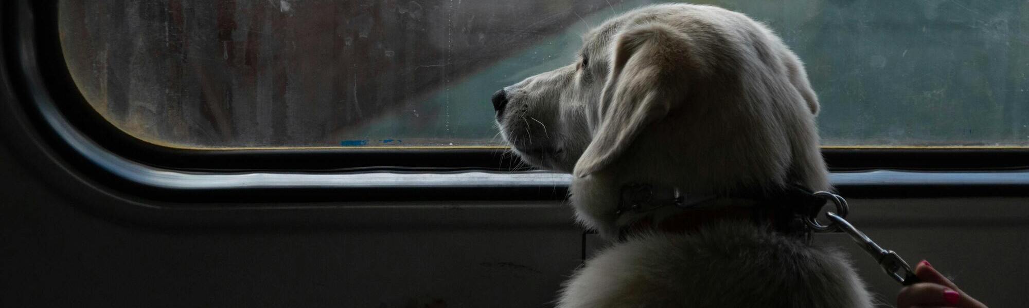 Chien dans le train qui regarde par la fenêtre